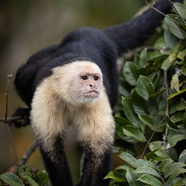 Costa Rica. Foto: Walter Günzel