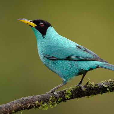 Costa Rica. Foto: Walter Günzel