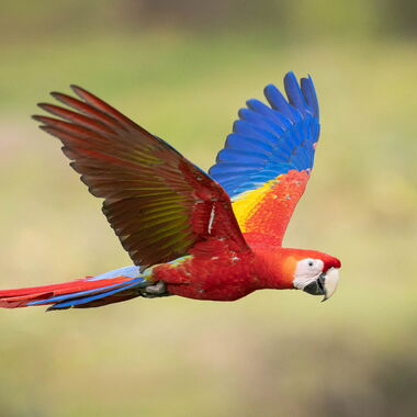 Costa Rica. Foto: Walter Günzel