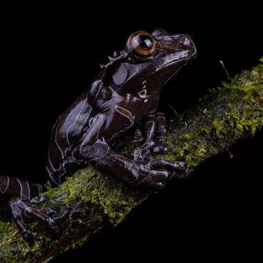 Costa Rica. Foto: Walter Günzel