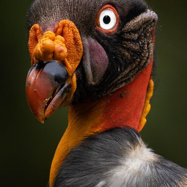 Costa Rica. Foto: Walter Günzel
