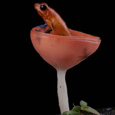 Costa Rica. Foto: Walter Günzel