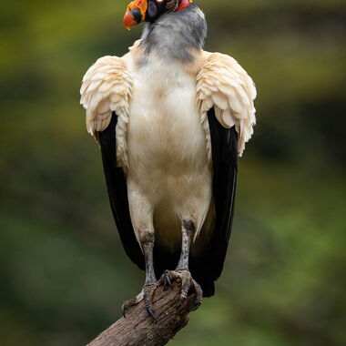 Costa Rica. Foto: Walter Günzel