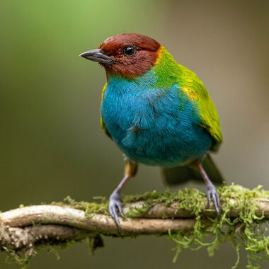 Costa Rica. Foto: Walter Günzel