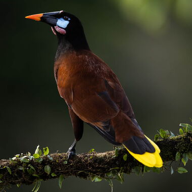 Costa Rica. Foto: Walter Günzel