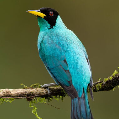 Costa Rica. Foto: Walter Günzel