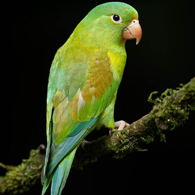 Costa Rica. Foto: Walter Günzel