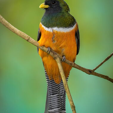 Costa Rica. Foto: Walter Günzel