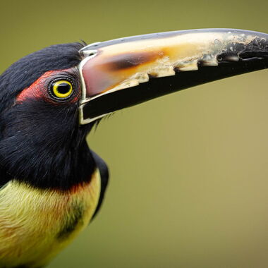 Costa Rica. Foto: Walter Günzel