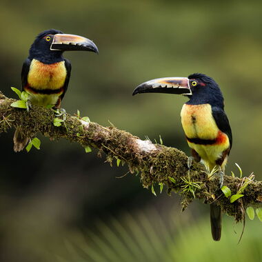 Costa Rica. Foto: Walter Günzel