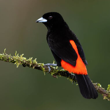 Costa Rica. Foto: Walter Günzel