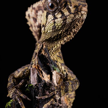 Costa Rica. Foto: Walter Günzel