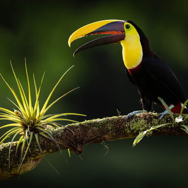 Costa Rica. Foto: Walter Günzel
