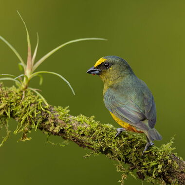 Costa Rica. Foto: Walter Günzel