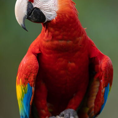 Costa Rica. Foto: Walter Günzel