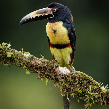 Costa Rica. Foto: Walter Günzel