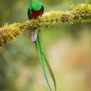 Costa Rica. Foto: Walter Günzel