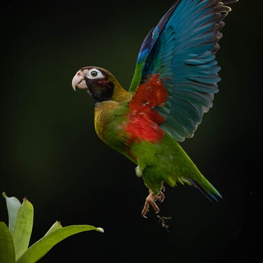Costa Rica. Foto: Walter Günzel