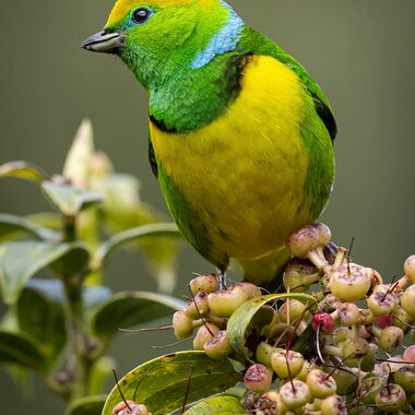 Costa Rica. Foto: Walter Günzel